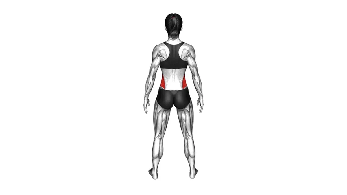 Back_Body highlighted on back muscle map