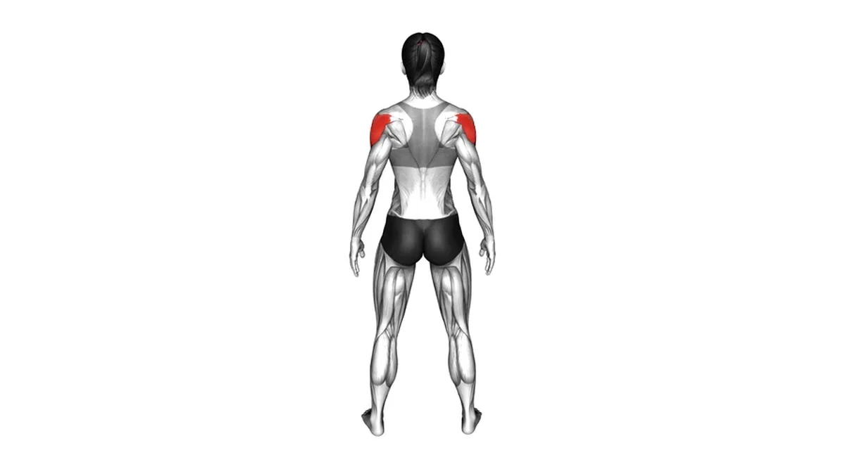 deltoid highlighted on shoulder muscle map