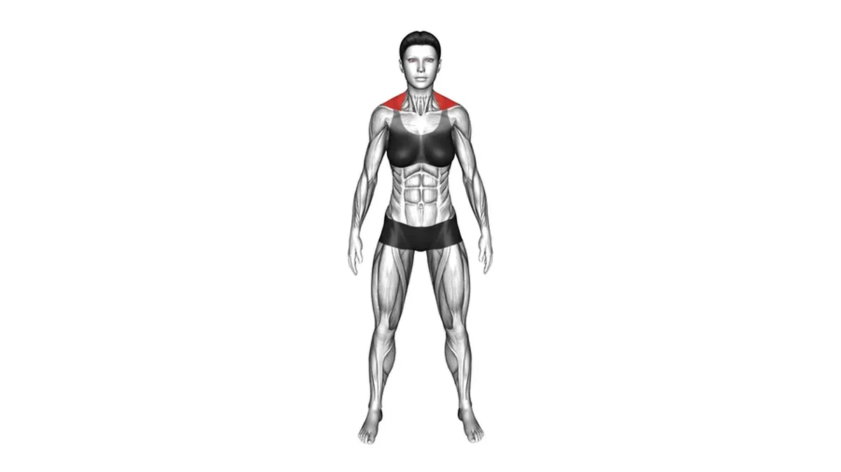 Trapezious highlighted on shoulder muscle map