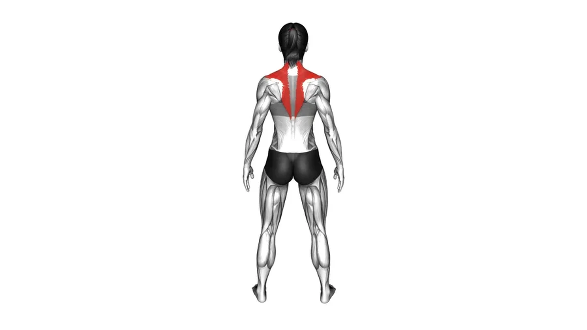 Upper Trapezius highlighted on back muscle map